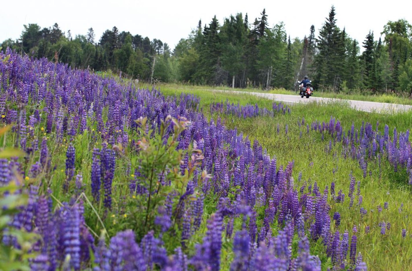 The purple Lupine flowers stretches along the roadside especially north of Two Harbors.__Food writer Rick Nelson makes his annual trip to parts of Minnesota we might want to go. This year it's the North Shore, From Duluth to past Grand Maria, which brought us a good mix of people, settings and food, starting in Duluth and headed north as far as the Naniboujou Lodge. [ TOM WALLACE • twallace@startribune.com _ Assignments #20024190A_ June 27, 2011_ SLUG: northshore0712_ EXTRA INFORMATION: