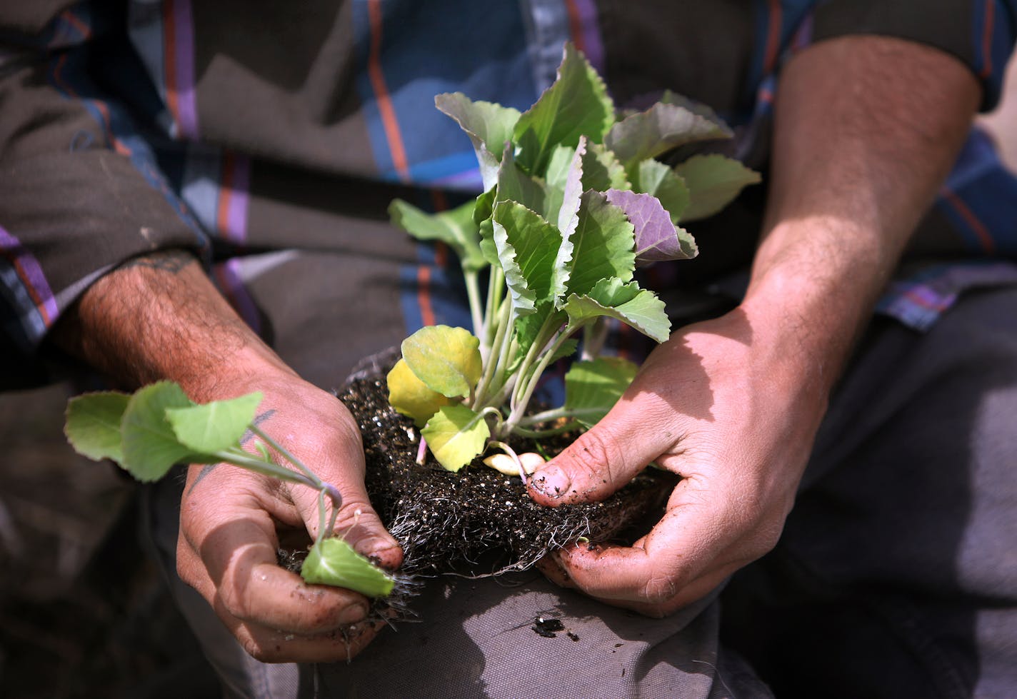 Community-supported agriculture groups, or CSAs, are growing in popularity.