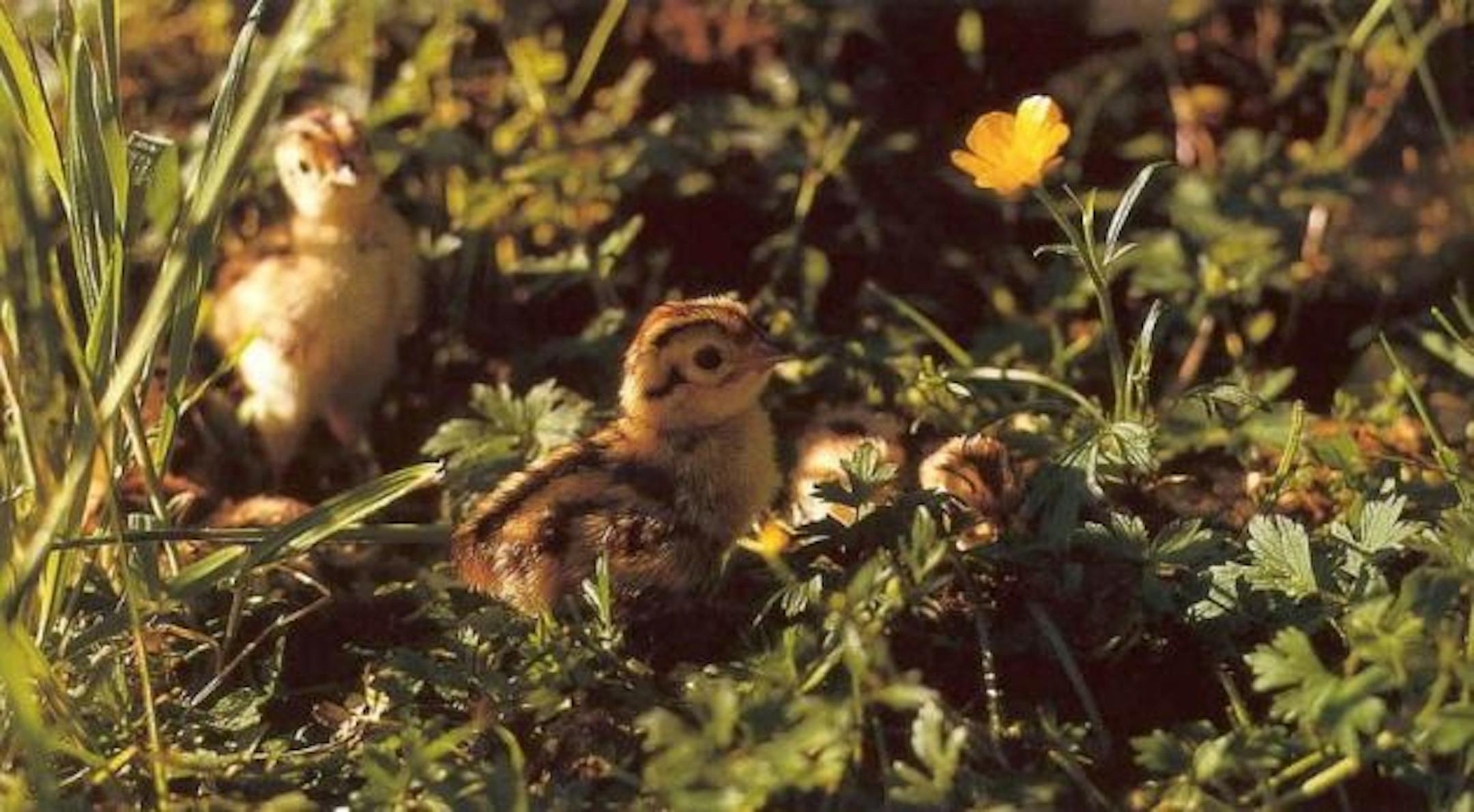 Pheasant Chicks