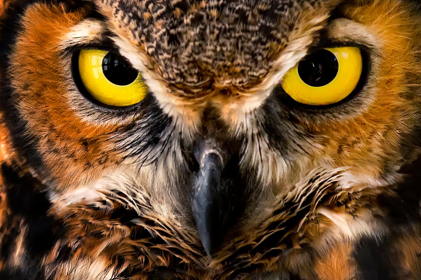 7-month-old Ruby the great horned owl, a future educational ambassador at the International Owl Center in Houston, gives a threatening stare to a visiting photographer.