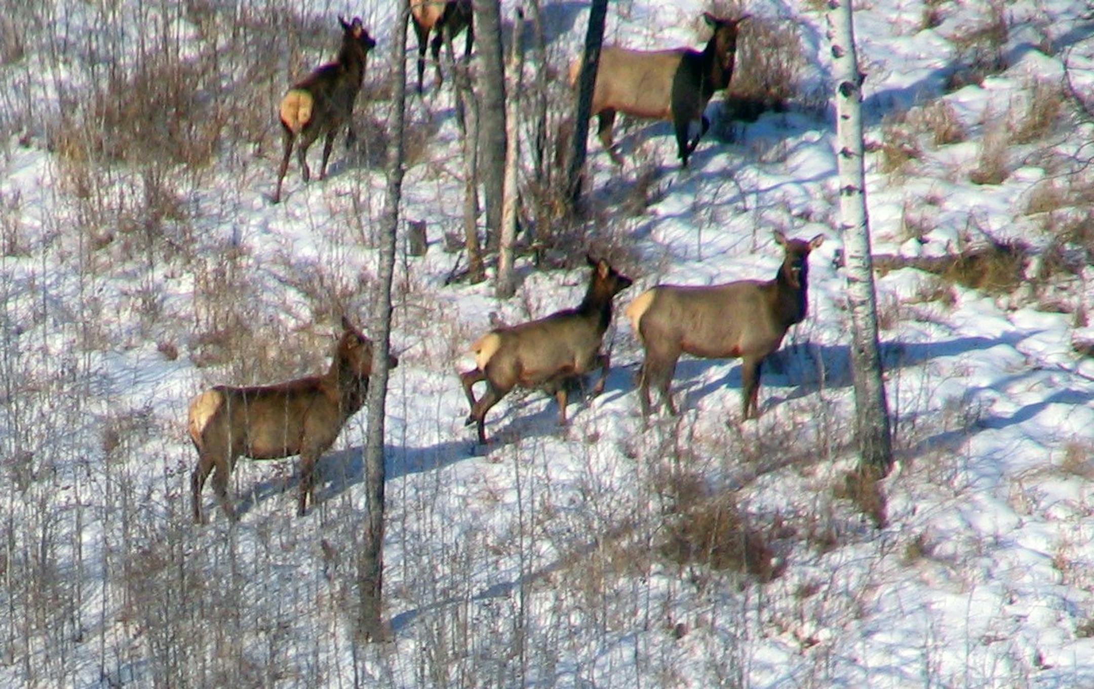 Six elk are spotted from the sky near the area where two other elk were illegally shot and killed in northwestern Minnesota. These are not the elk that were shot. Courtesy: Minnesota Department of Natural Resources.