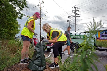 Volunteer Tina Schwie, Creative Enterprise Zone Executive Director Angela Casselton, and CEZ’s Ben Shardlow water trees along Capp Road Wednesday, A