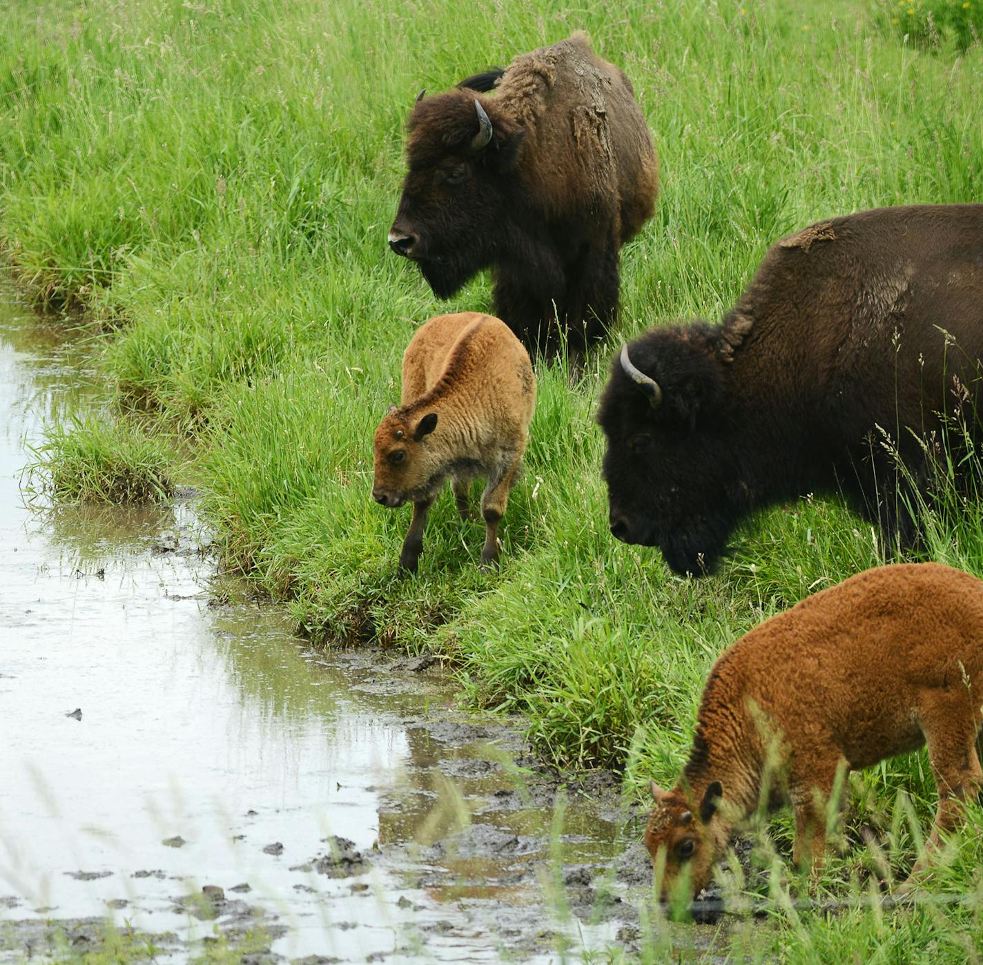 Bison roamed near water as part of Eichtens Cheese and Bison store in Center City in the Chisago Lakes Area, Minn., on Friday June 19, 2015. The Chisago Lakes Area is made up of Chisago City, Lindstrom, Scandia, Center City, Shafer, Taylors Falls and Almelund. ] RACHEL WOOLF &#x2022; rachel.woolf@startribune.com