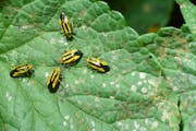 Four-lined plant bugs