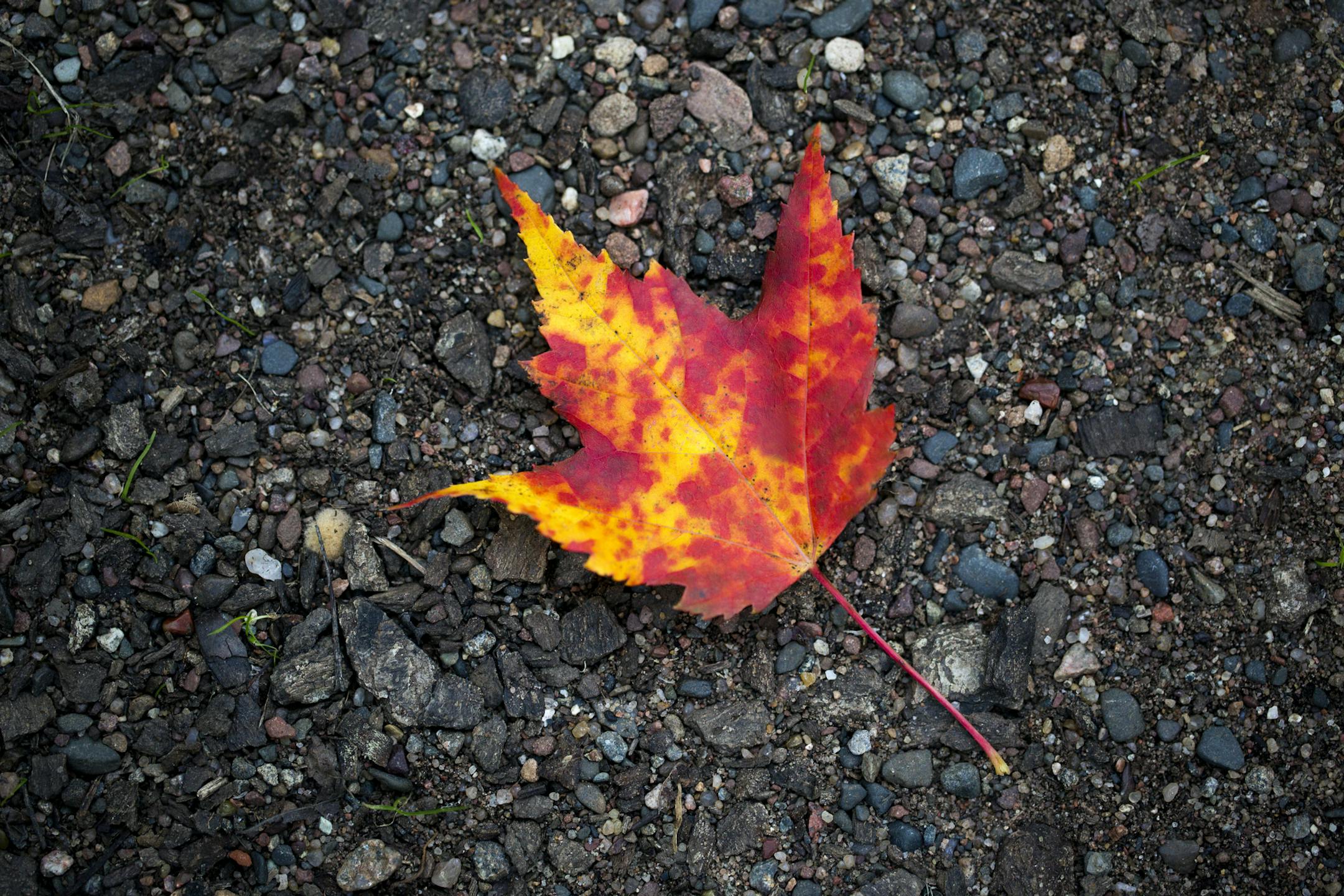 A maple leaf and gravel at Banning State Park.] BRIAN PETERSON ‚Ä¢ brianmpete@comcast.net Banning, MN 09/18/14