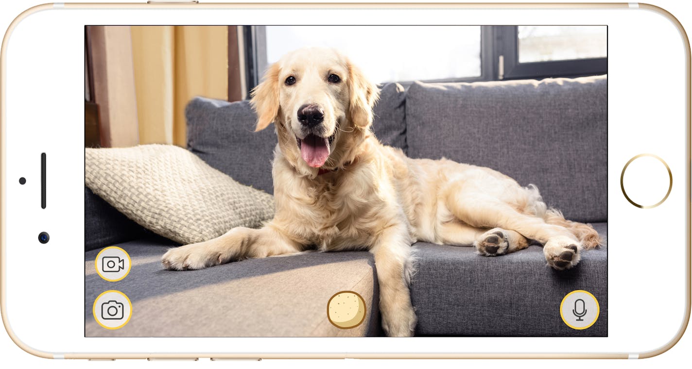 The Furbo dog camera allows you to see, talk to and even reward your dog from an app on your phone.