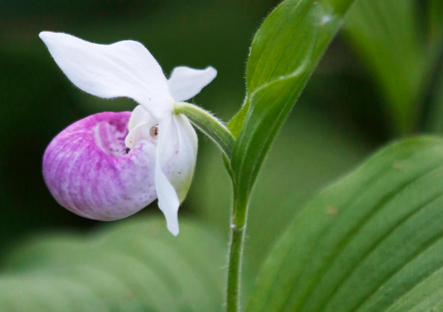 Flowers in bloom include the lady's slipper.