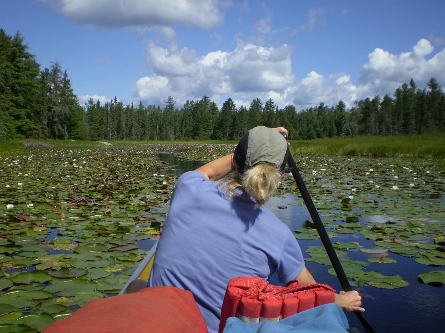 Canoers navigate a scenic waterway choked with lillypads in Quetico Provincial Park.