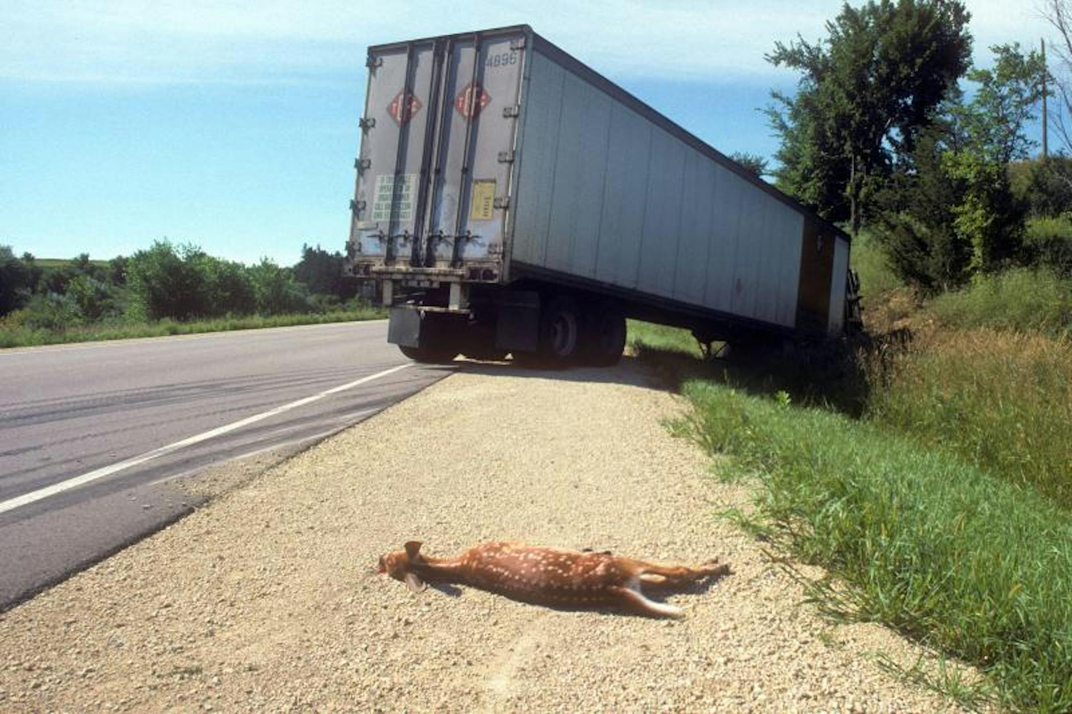 The young fawn (shown in foreground) caused this truck's driver to lose control of his rig. (c. 1990)