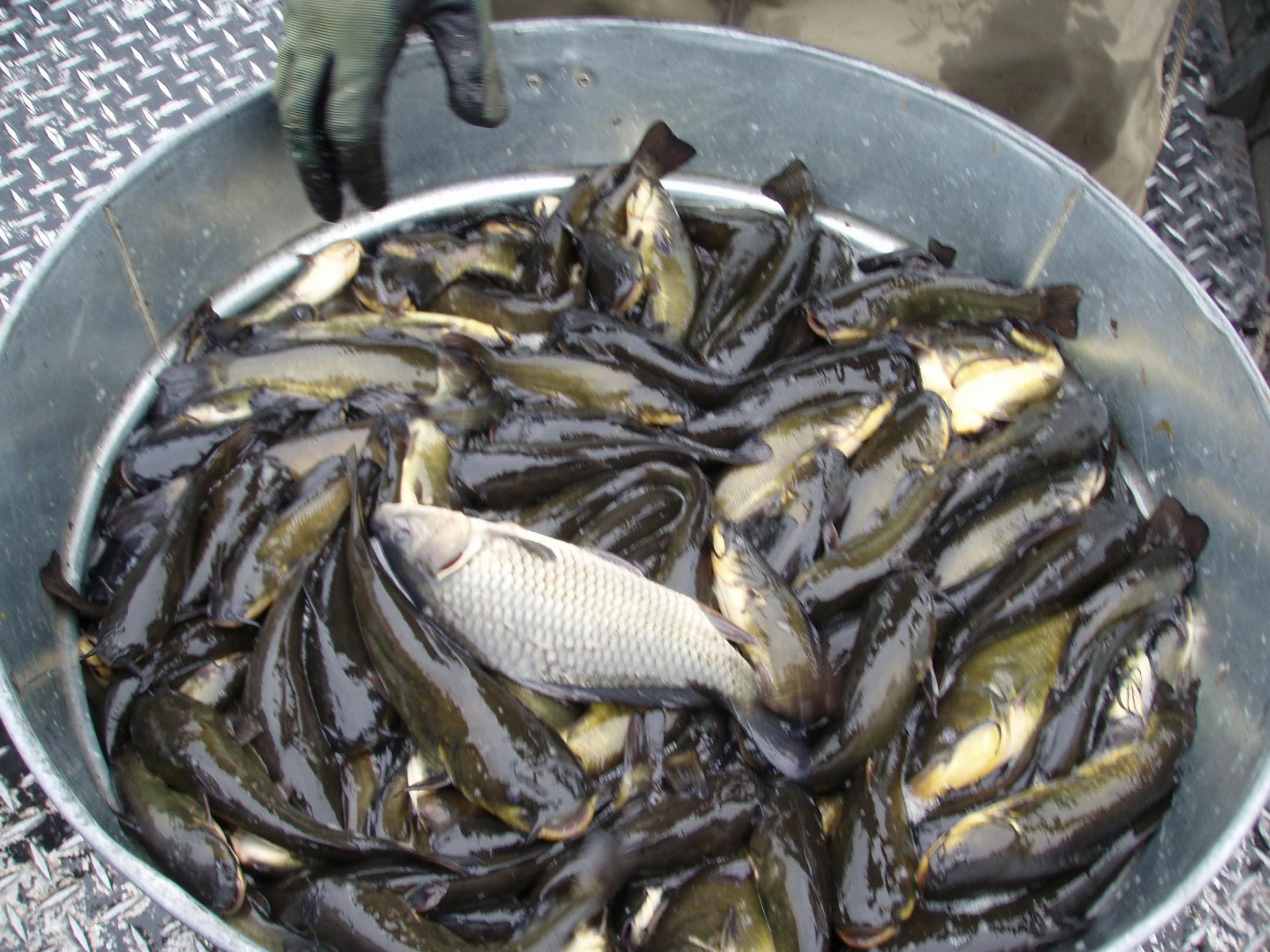 "Rough fish" include bullheads, carp, suckers, and dogfish (low-oxygen tolerant fish species).