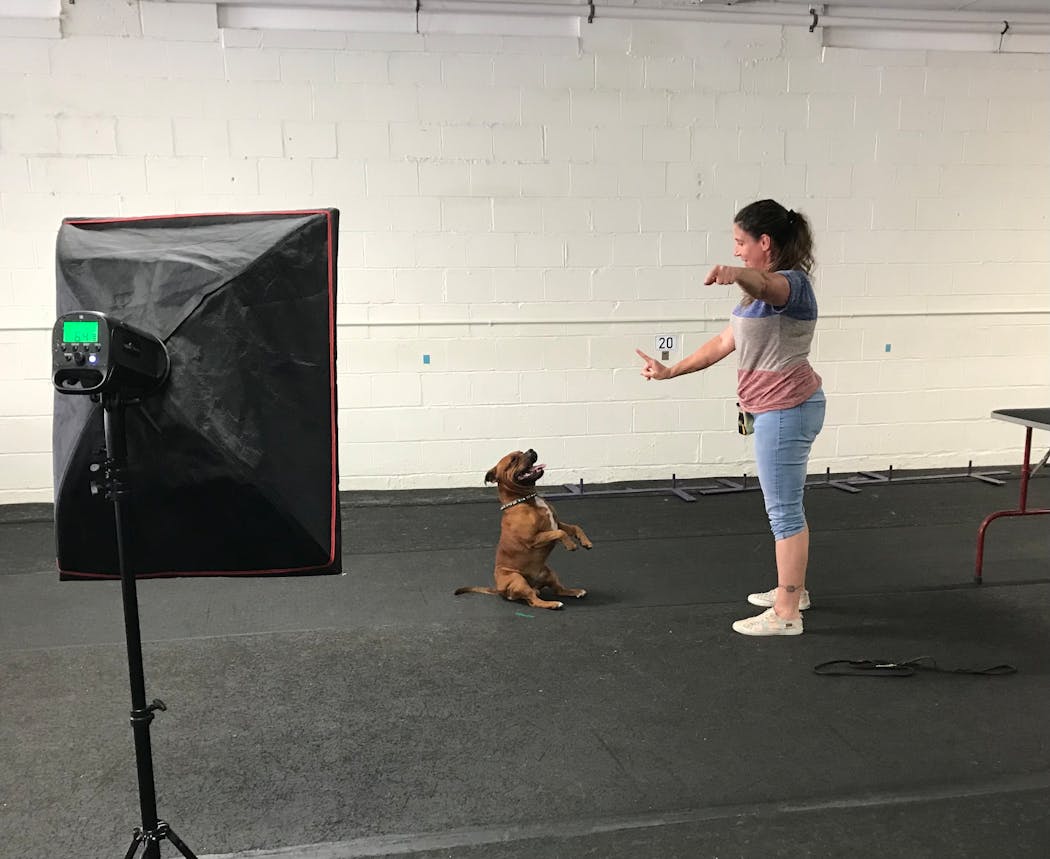 Rachel Reser got her Staffordshire bull terrier, Xander, to pose for the camera at an animal talent casting call in Minneapolis.