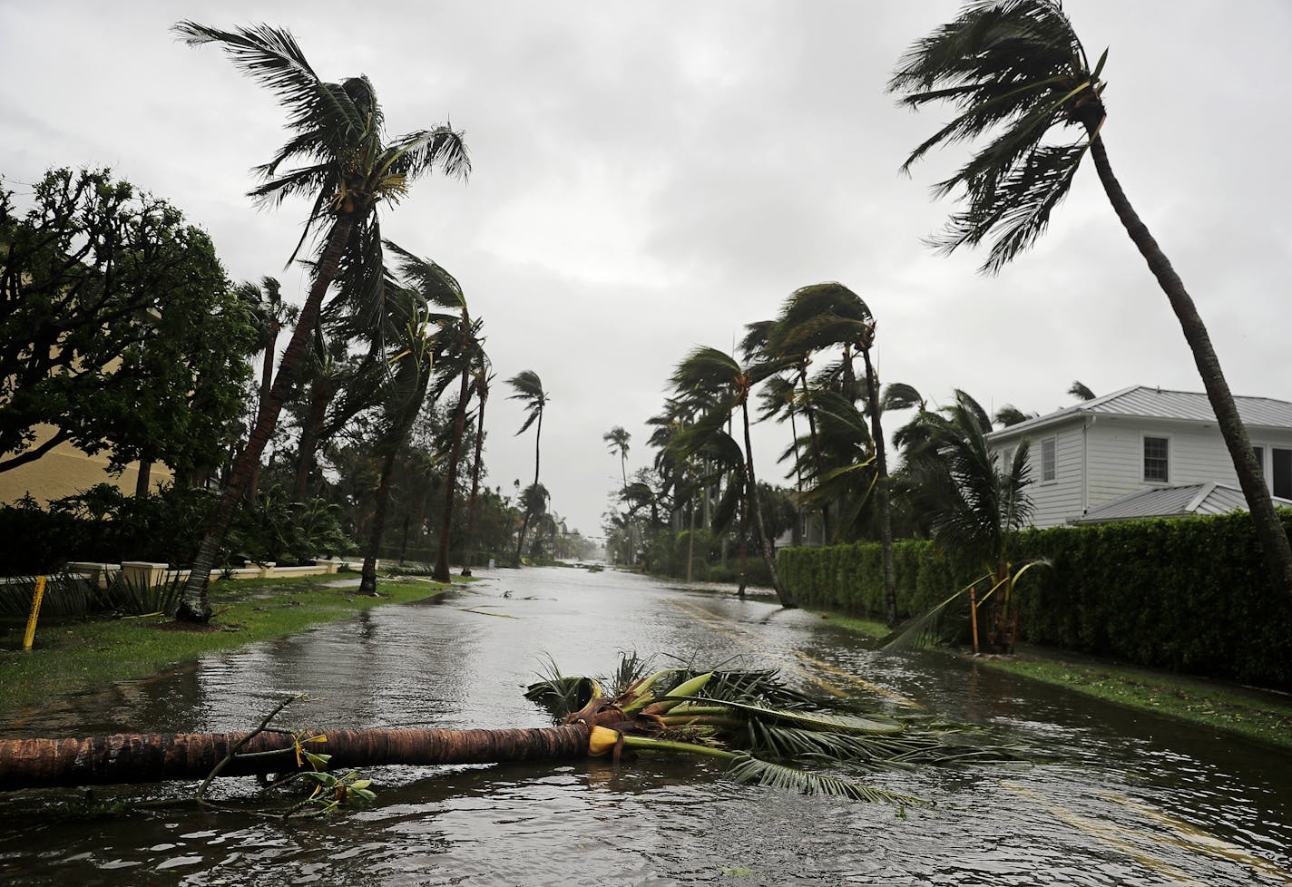 A fallen tree lays in a street after Hurricane Irma passed through Naples, Fla., Sunday, Sept. 10, 2017.