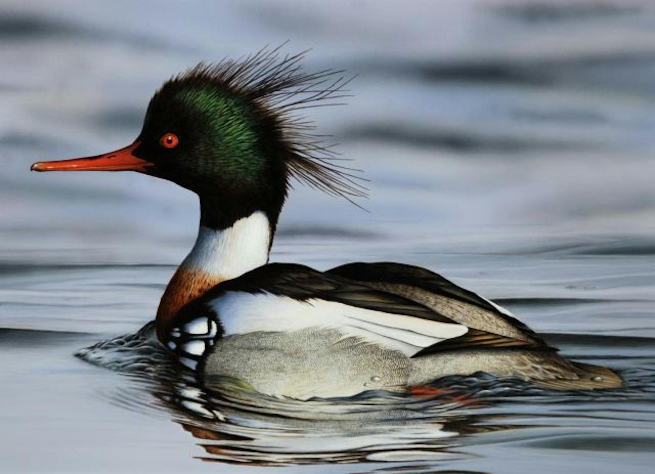 1st place artwork by Kevin Nelson, Burnsville -- This is the winning 2011 migratory waterfowl stamp painting by Burnsville artist Kevin Nelson.