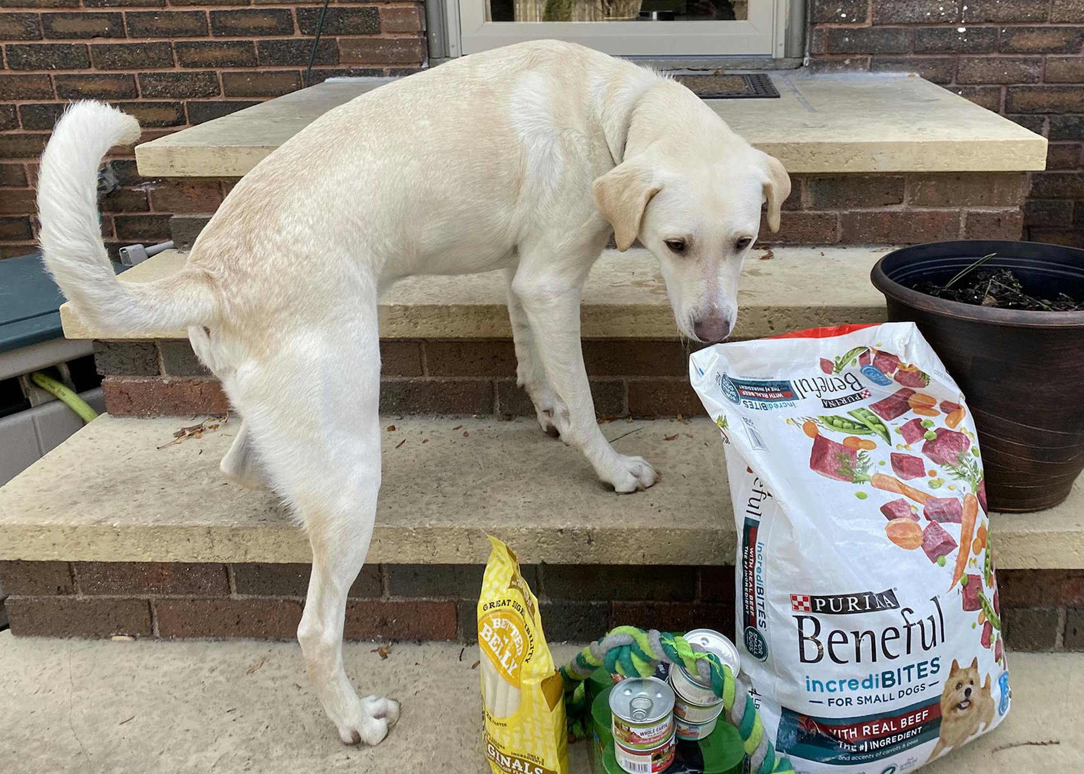 Come and get it: Sheltering at home with Birch means extra treats ­— and happiness ­— for Birch.