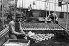 Planting in the greenhouse. Henry Bachman, Jr., is in the foreground.