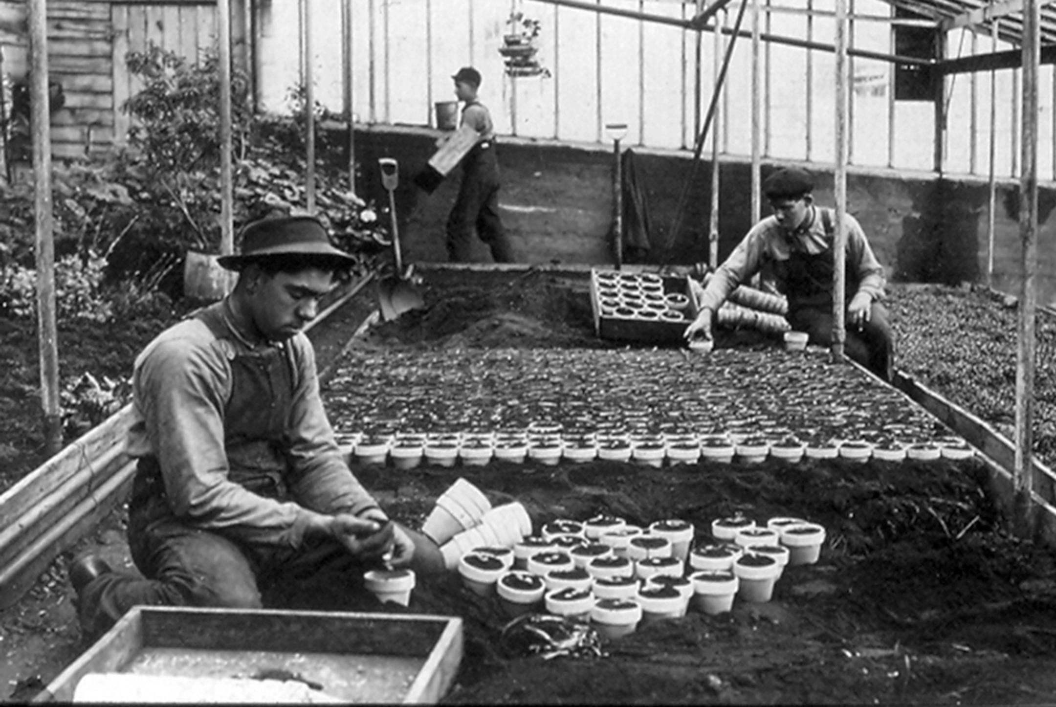 Planting in the greenhouse. Henry Bachman, Jr., is in the foreground.