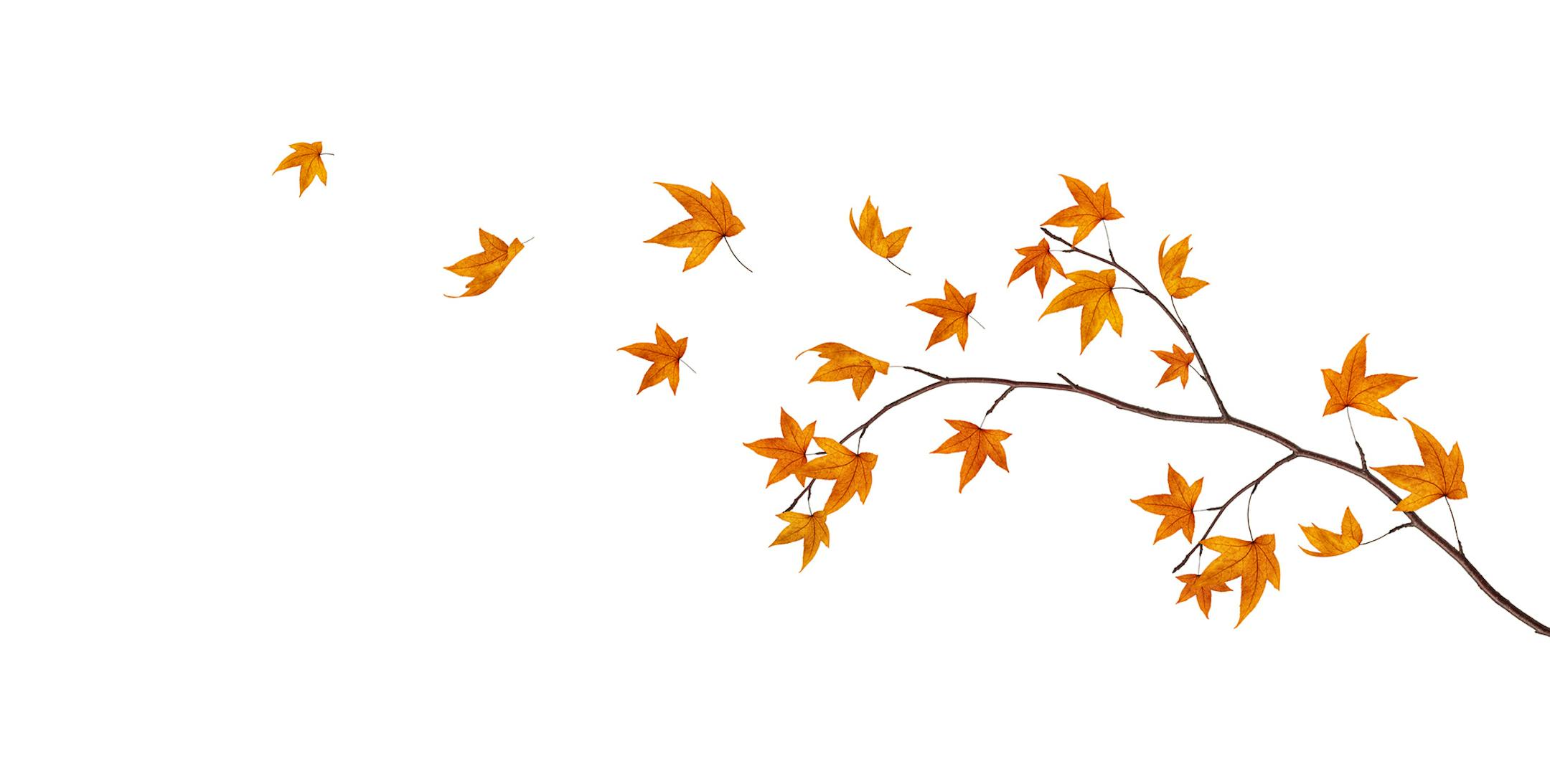 Maple leaves falling from the tree.