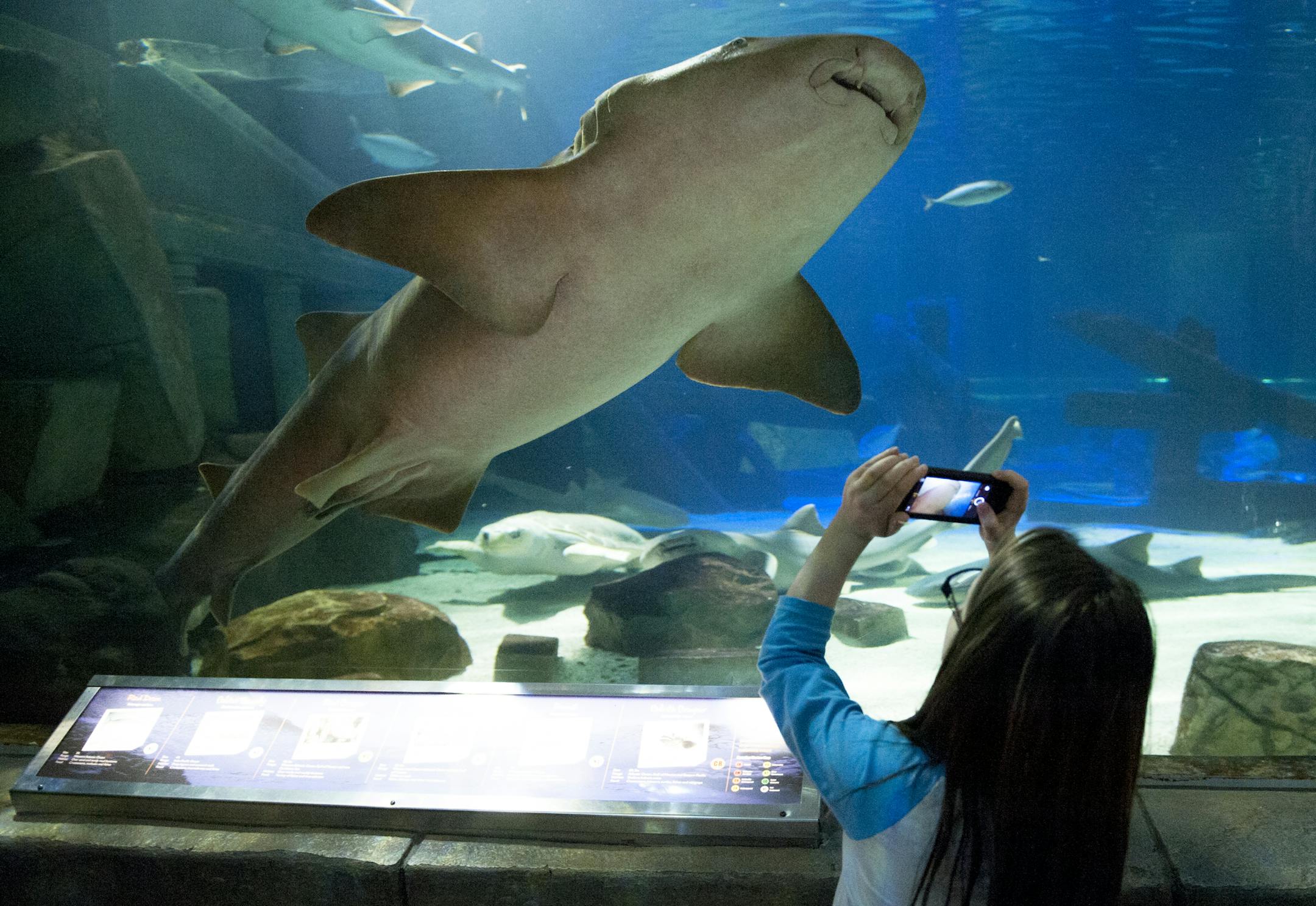 A young girl photographs a shark as it swims by her at the Sea Life aquarium at the Mall of America on April 2, 2014. ] Photo by Leslie Plesser ‚Ä¢ Special to the Star Tribune ORG XMIT: MIN1404021637460203