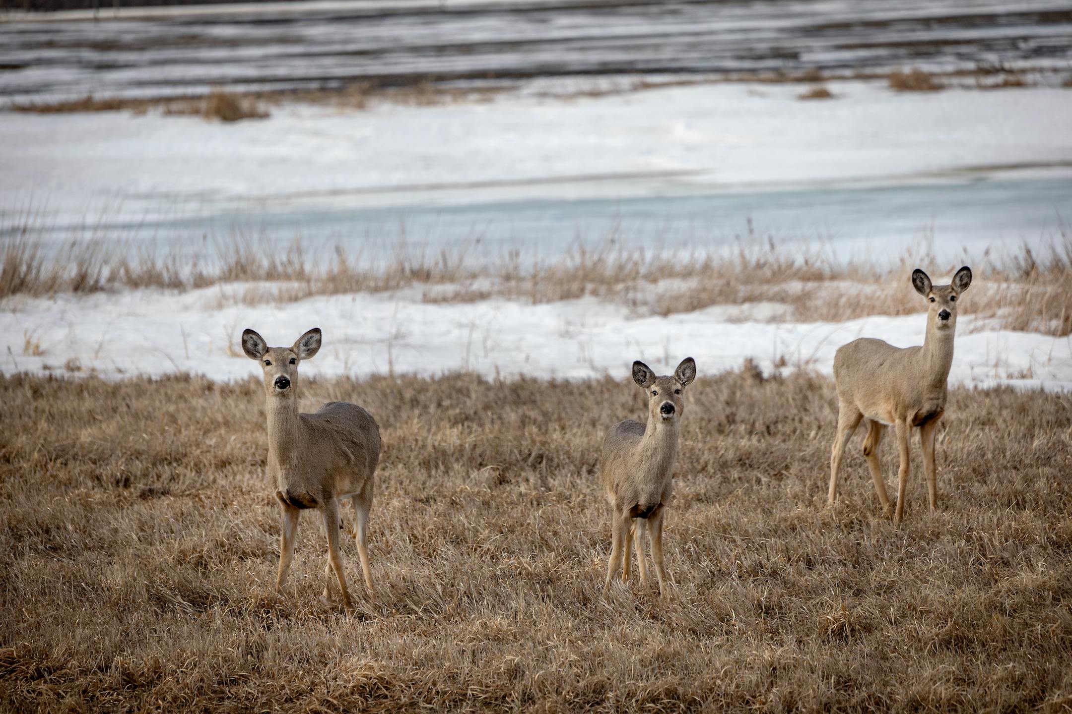 Deer stand in a field near the site where several citizens from India were detained outside of Pembina, Minn., on Monday, March 21, 2022. A family of four were found frozen to death just 1/2 mile from the intersection.
