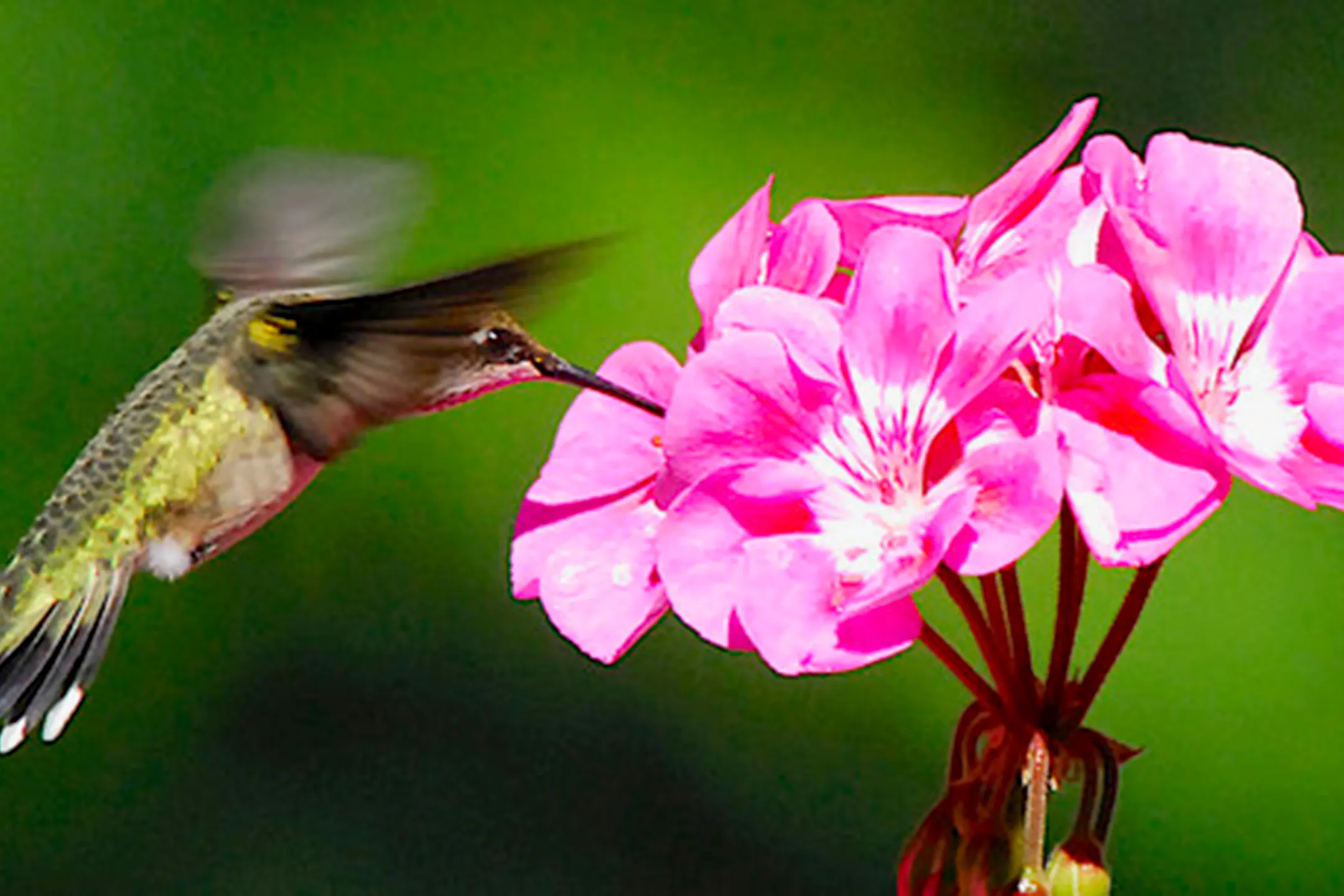Geranium Hummingbird Hummingbird feeders don't have to be red