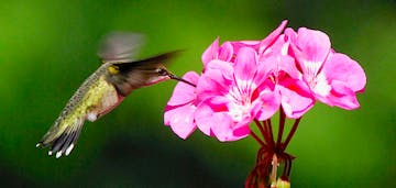 Feeding on geranium blossoms.Ruby-throated hummingbird photo by Jim Williams