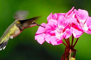 Feeding on geranium blossoms.Ruby-throated hummingbird photo by Jim Williams