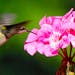 Feeding on geranium blossoms.Ruby-throated hummingbird photo by Jim Williams