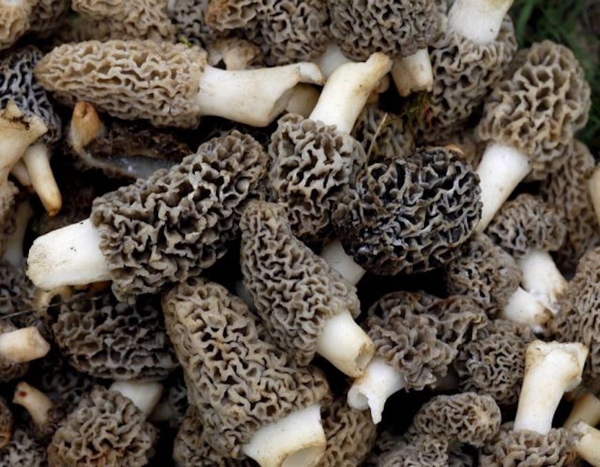 RICHARD SENNOTT�rsennottstartribune Savage, Mn. Thursday 5/4/2006 feature story on Tom Anderson, morel mushroom hunter. This is prime morel hunting time, he says, and we'll go out with him to pick a few.In this picture: detail of morel mushrooms GENERAL INFORMATION: feature story on Tom Anderson, morel mushroom hunter. This is prime morel hunting time, he says, and we'll go out with him to pick a few. Story and photos could run Sunday, or on Wednesday's outdoors page.