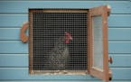 Laura, a Barred Rock hen, at the window of her coop in the backyard of Devon Anderson and Michael McNally. McNally built the coop himself for the thre