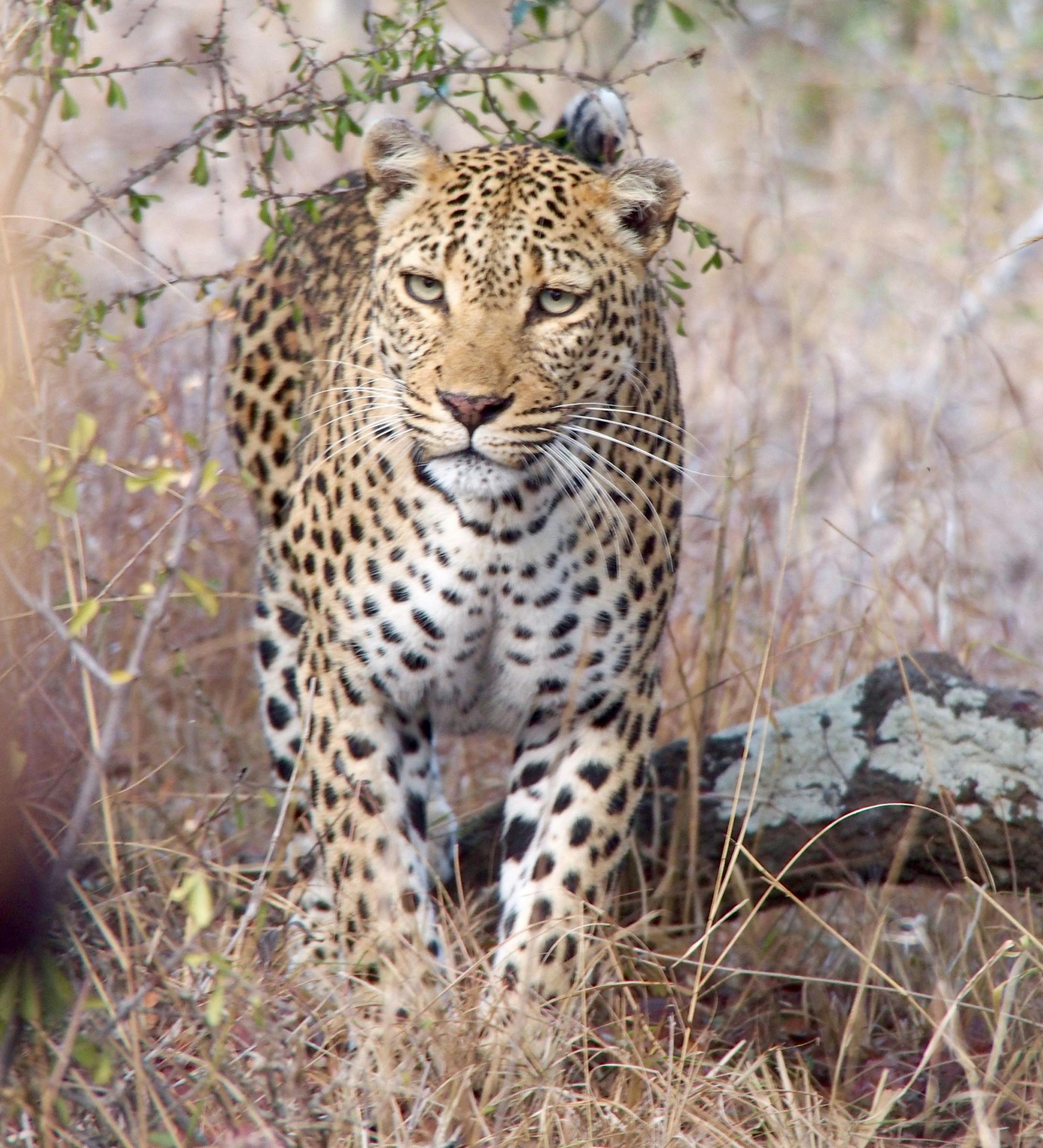 Can I have the name of the photographer as you would like it to appear in print (William or Karen?)? William (Bill)
Tell me a little more about the tripówhich four countries did you visit? South Africa, Botswana, Zimbabwe and Zambia
Where were you when you took this photo? Which country and, if you know, which game park? South Africa, Thornybush Game Reserve
What equipment did you useóa phone or a particular camera? Olympus EM-5.
How did you get this shot? Did you employ any particular