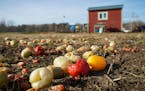 Peppers were left in the field after crops were collected at HAFA Farms. ] Shari L. Gross • shari.gross@startribune.com Although the crops have all 