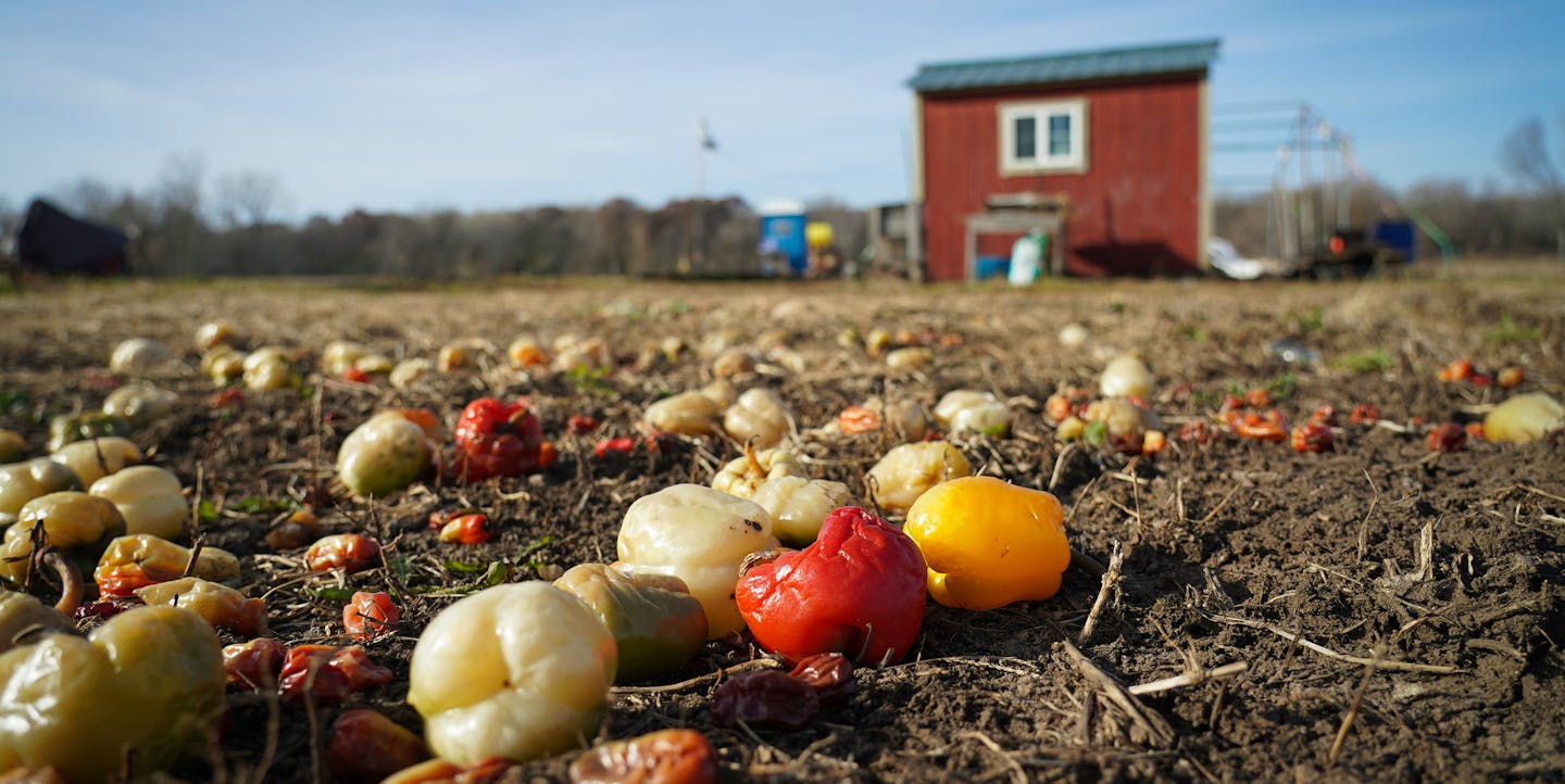 Peppers were left in the field after crops were collected at HAFA Farms. ] Shari L. Gross • shari.gross@startribune.com Although the crops have all been harvested, several employees of HAFA Farms were busy on the property getting ready for winter. A cooperative of Hmong American farmers can now buy the 155 acre property in rural Dakota County that they've farmed since 2014 thanks to $2M in the state bonding bill. The purchase will help 100 small farmers who live in the Twin Cities continue to pr