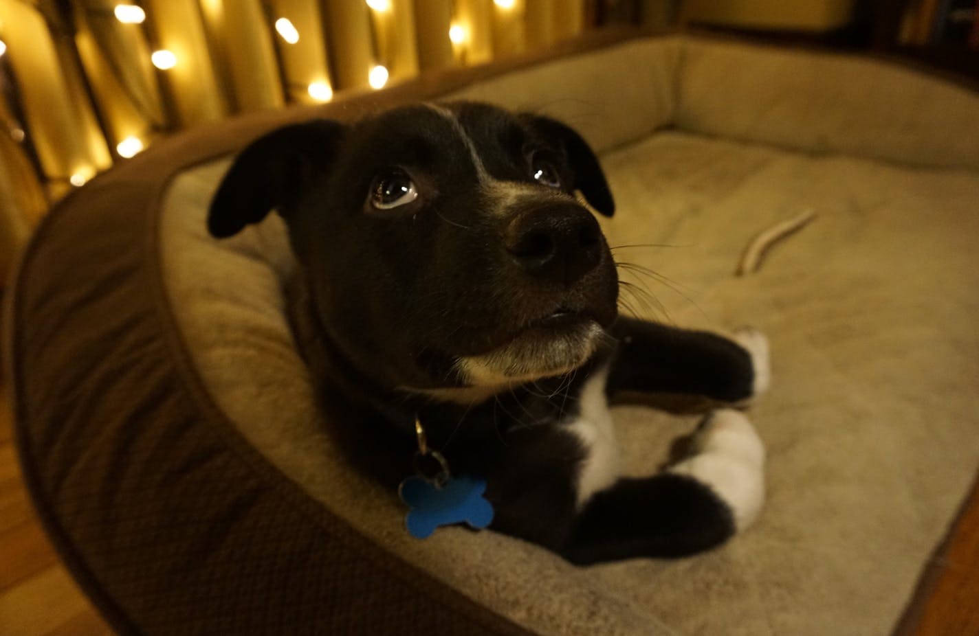 Angus likes to hang out in the bed by the radiator on cold January days.