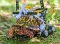 After an Eastern box turtle fractured its shell, a vet student at the Maryland Zoo helped design a custom LEGO wheelchair for it. (Courtesy of the Mar