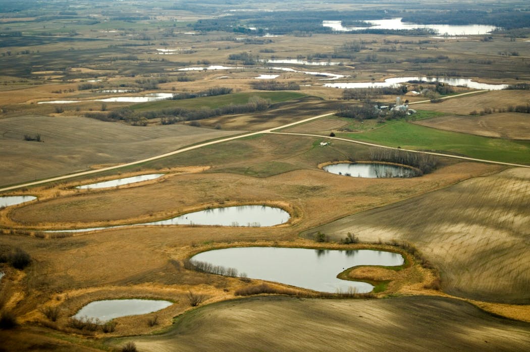 Prairie wetlands are considered essential habitat for ducks and geese as breeding grounds and migratory locations.