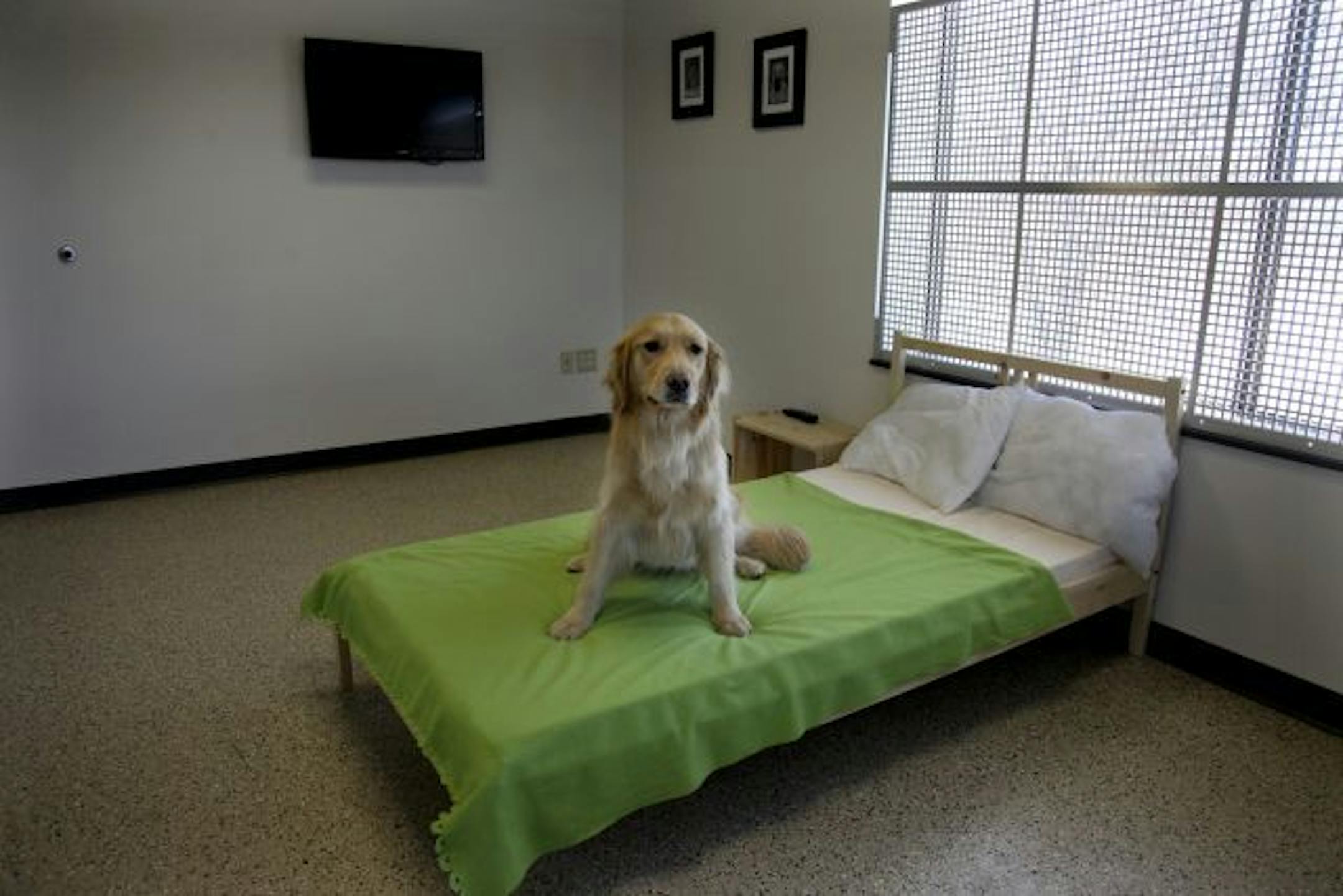 Golden retriever Riley settled into one of the suites at the Adogo Pet Hotel. The Minnetonka facility offers upscale suites or private rooms for dogs, mimicking the human hotel experience. And yes, there's room service — prepared to the owner's instructions.
