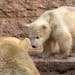 The male polar bear cub explores with its mother Vilma for the first time their outdoor enclosure at the zoo in�Rostock, Germany, Wednesday, March 2