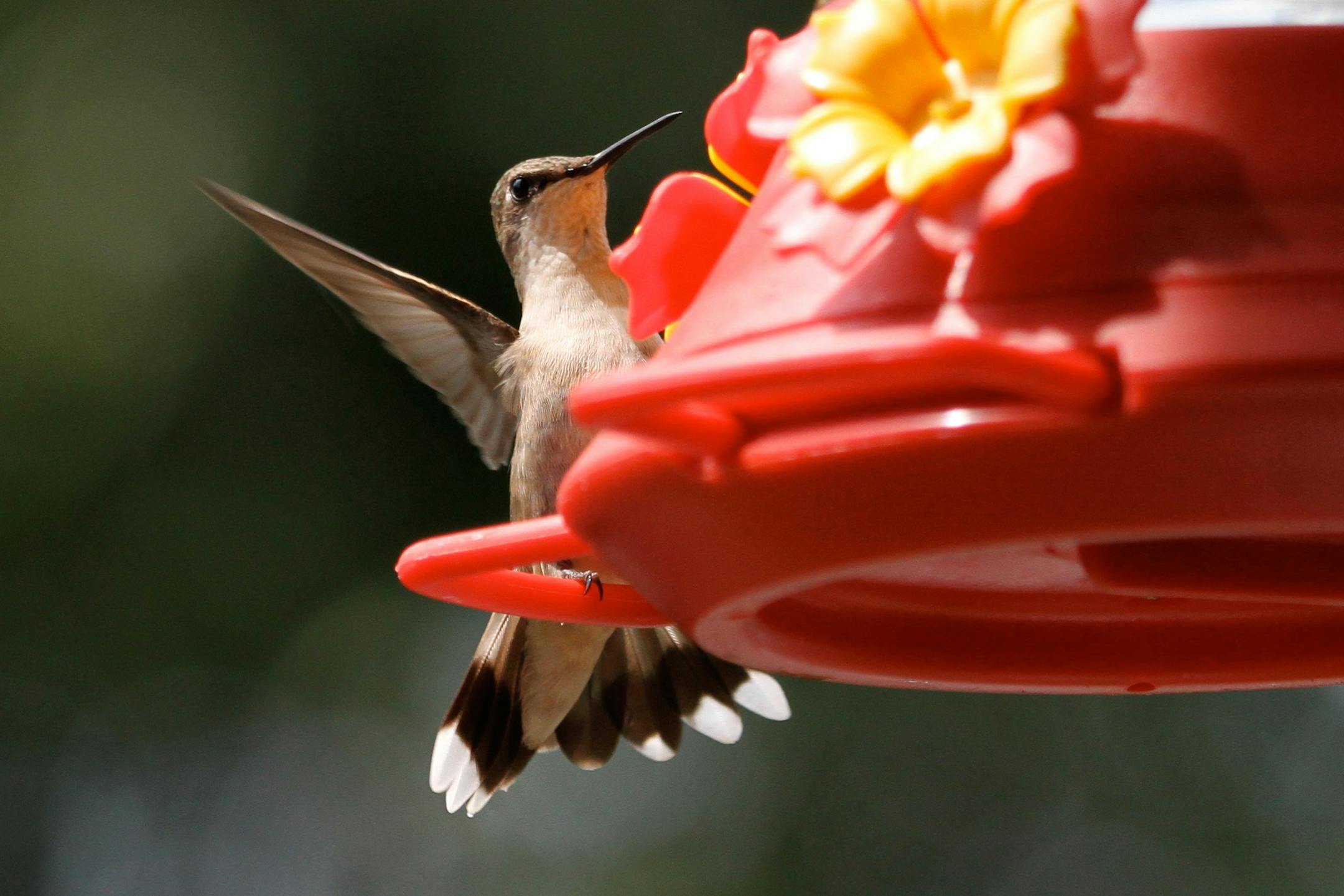 A male ruby-throat feels it owns this nectar feeder. credit: Don Severson, special to the Star Tribune