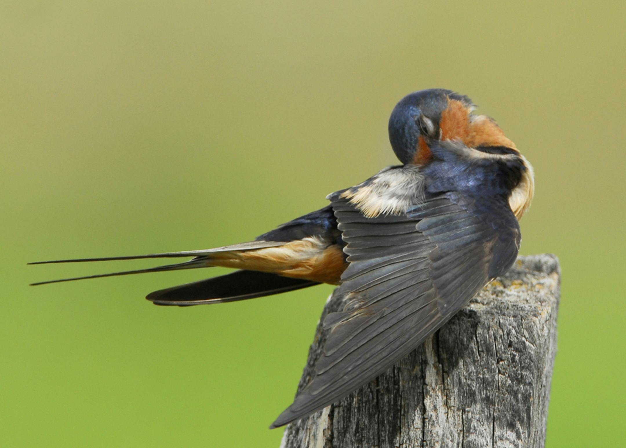 Preening activity Photo by Jim Williams, special to the Star Tribune