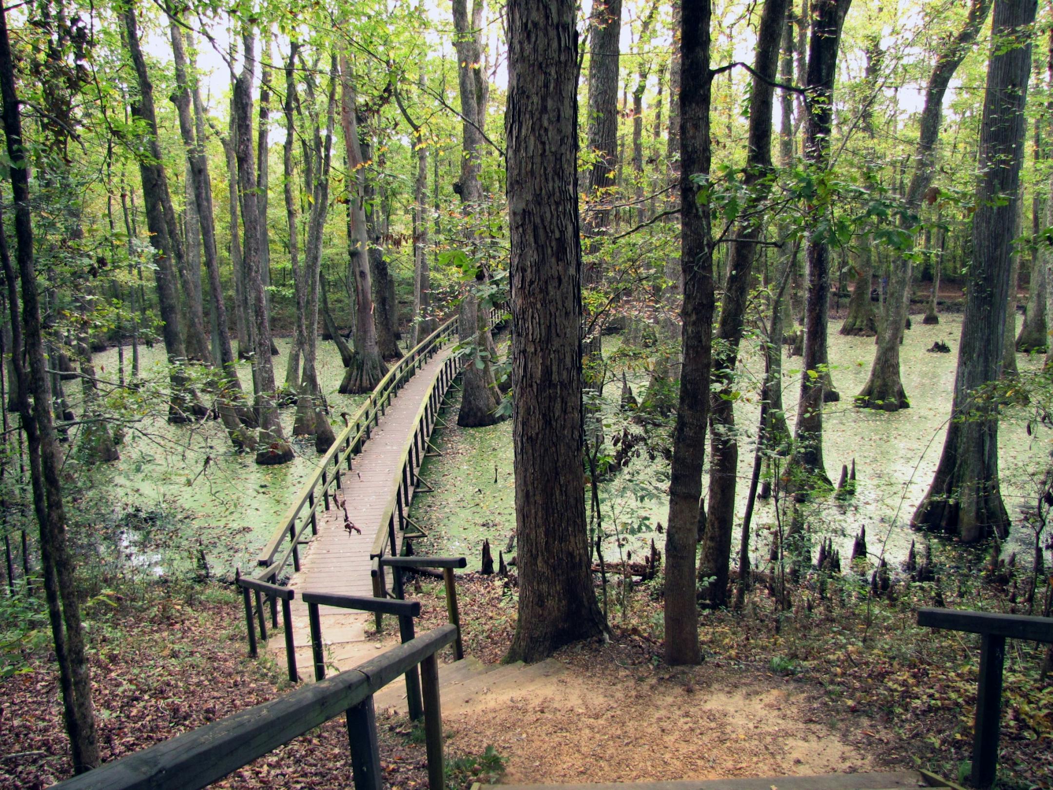 Terrain changed all along the Trace, with some areas quite boggy. Many travelers like to walk the short loop through Cypress Swamp, a beautiful spot.
