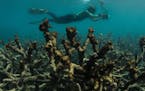 In this May 2016 photo released by The Ocean Agency/XL Catlin Seaview Survey, an underwater photographer documents an expanse of dead coral at Lizard 