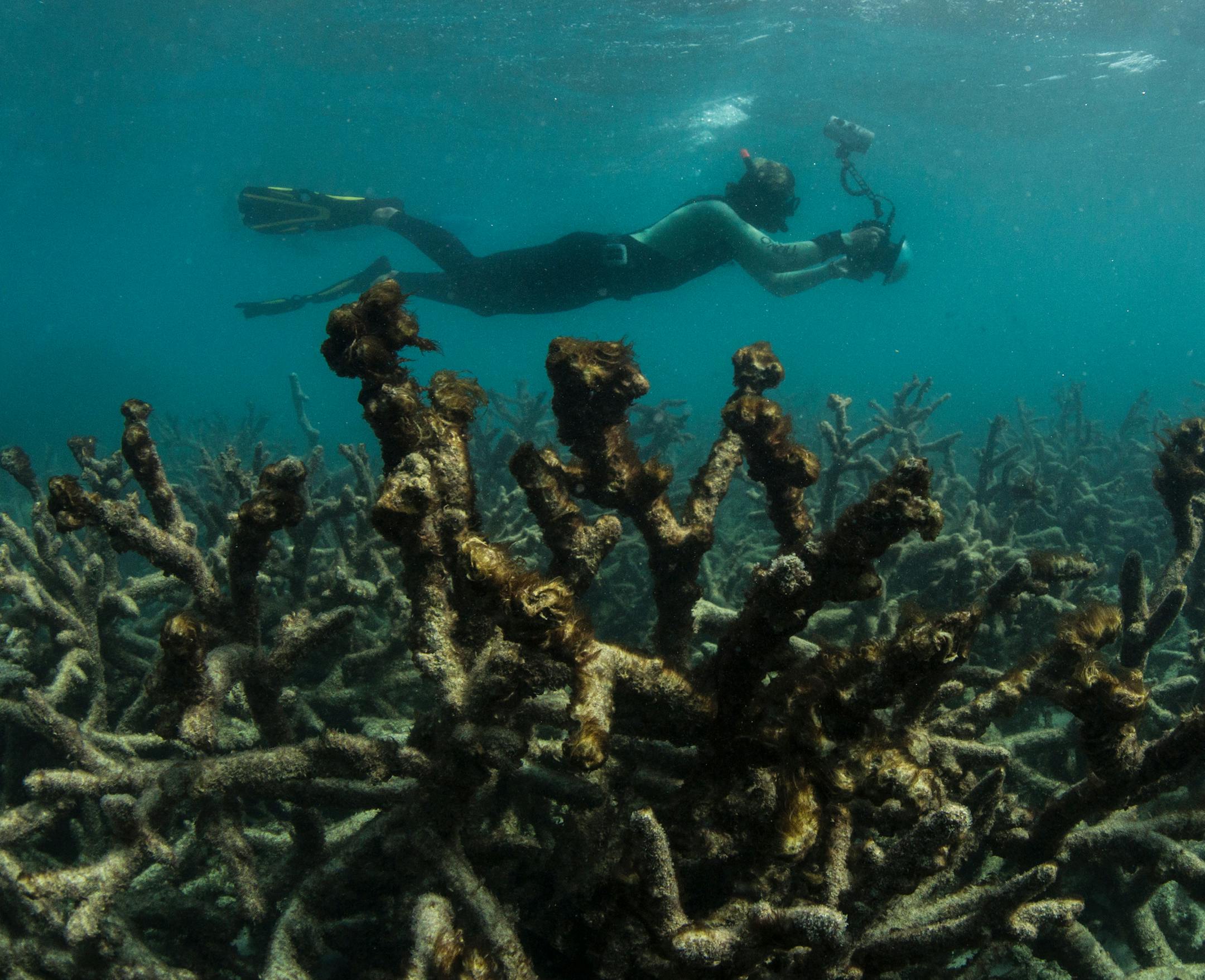 In this May 2016 photo released by The Ocean Agency/XL Catlin Seaview Survey, an underwater photographer documents an expanse of dead coral at Lizard Island on Australia's Great Barrier Reef. Coral reefs, unique underwater ecosystems that sustain a quarter of the world's marine species and half a billion people, are dying on an unprecedented scale. Scientists are racing to prevent a complete wipeout within decades. (The Ocean Agency/XL Catlin Seaview Survey via AP)