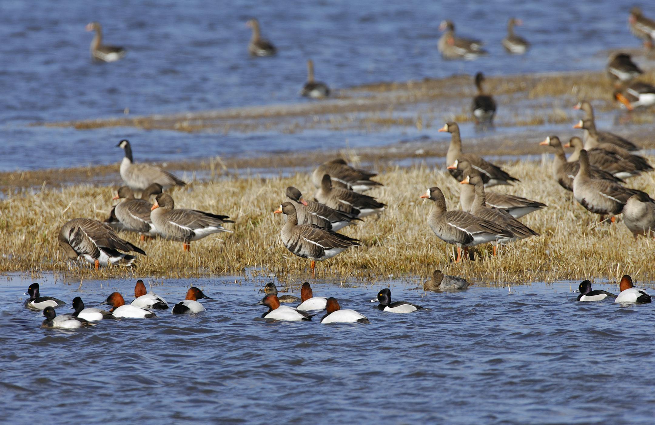 This image was taken on Wildlife Management Area in western Minnesota during spring migration. Five species of waterfowl are represented here.