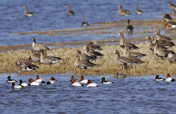 This image was taken on Wildlife Management Area in western Minnesota during spring migration. Five species of waterfowl are represented here.