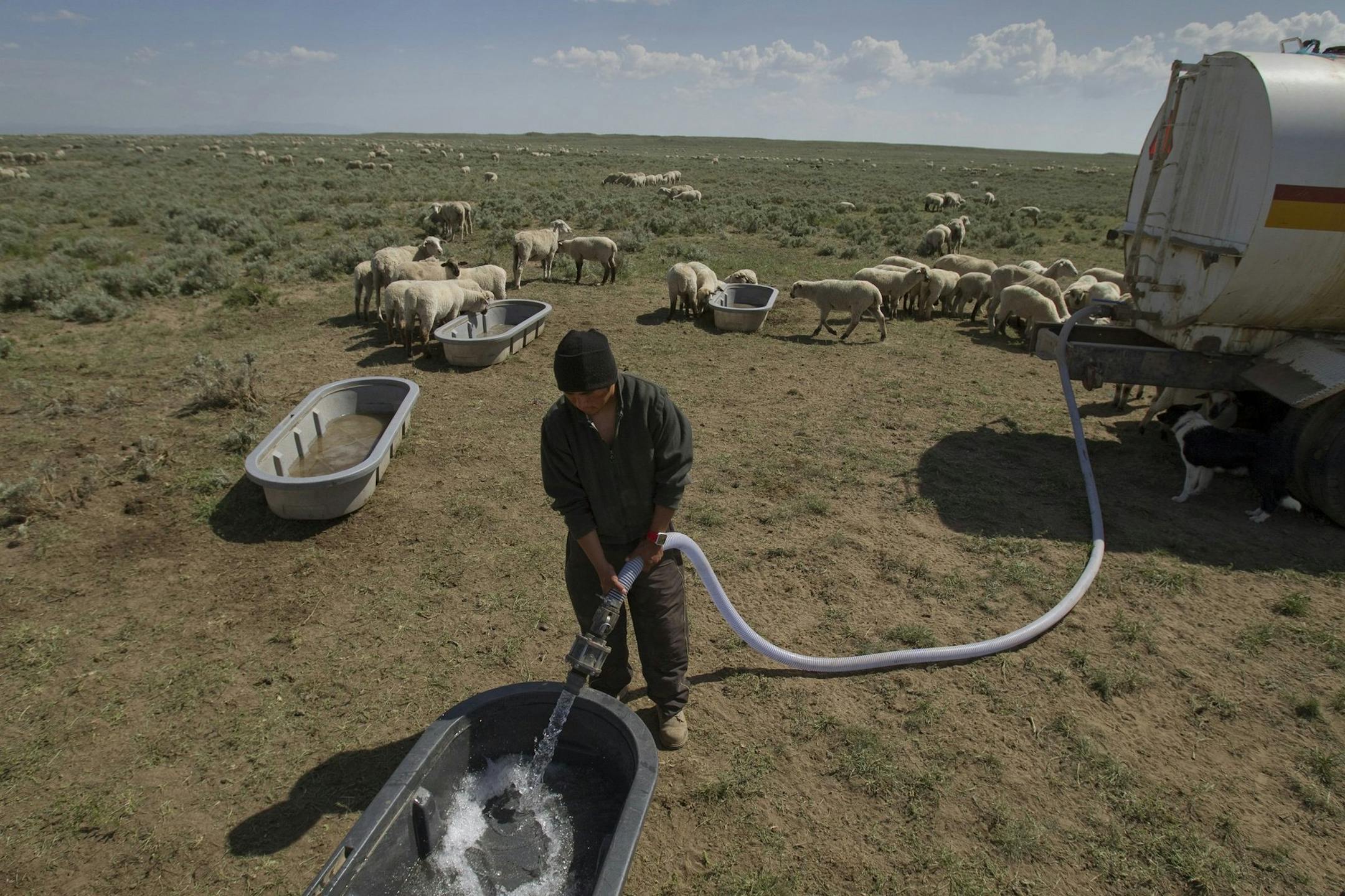 Rosebell Aquino fills troughs from a tanker to water the sheep of rancher Ken Wixom on land managed by the Bureau of Land Management near Atomic City, Idaho. Because of drought condition the BLM has cut the amount of grazing available to ranchers. (Allen J. Schaben/Los Angeles Times/MCT)