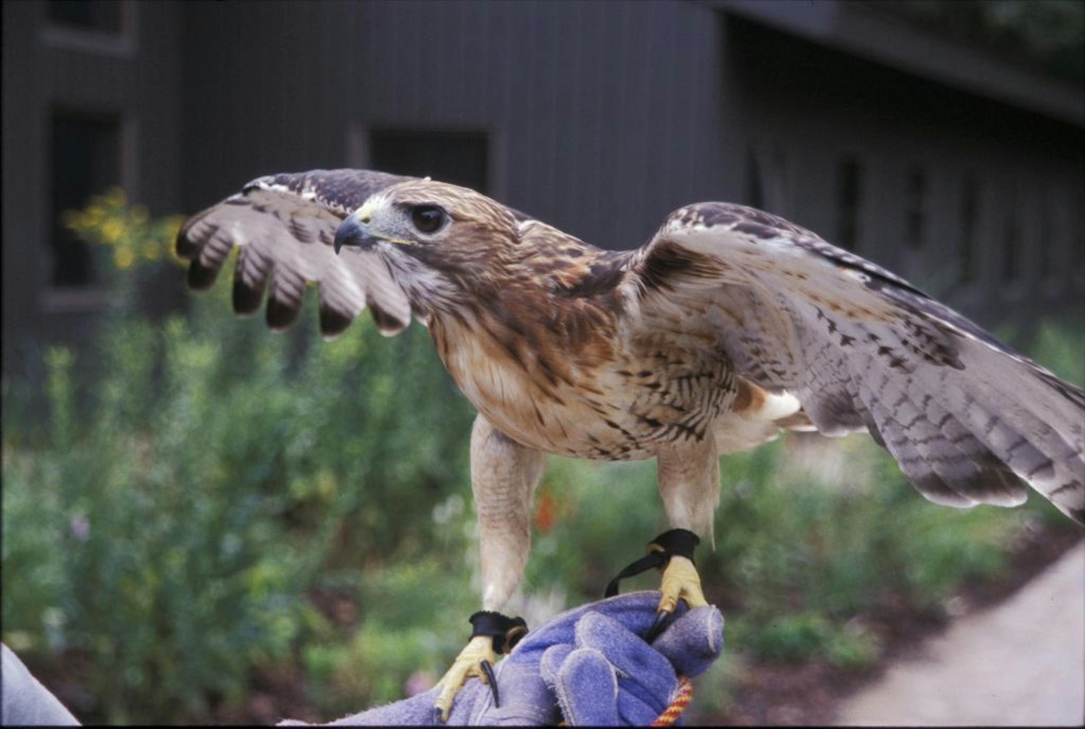 A captive Red-tailed Hawk