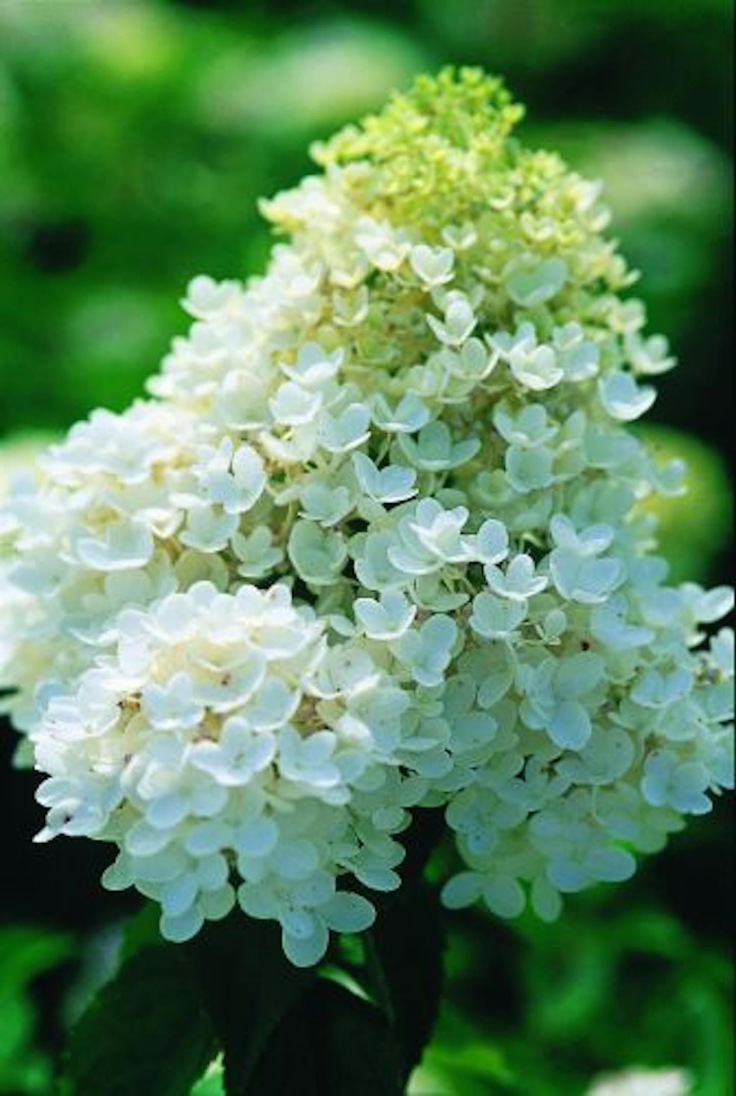 PeeGee hydrangea shrub