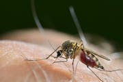 "Mosquitoes are the biggest nuisance and pest on this planet. Hands down," said Ary Faraji, the president of the American Mosquito Control Association