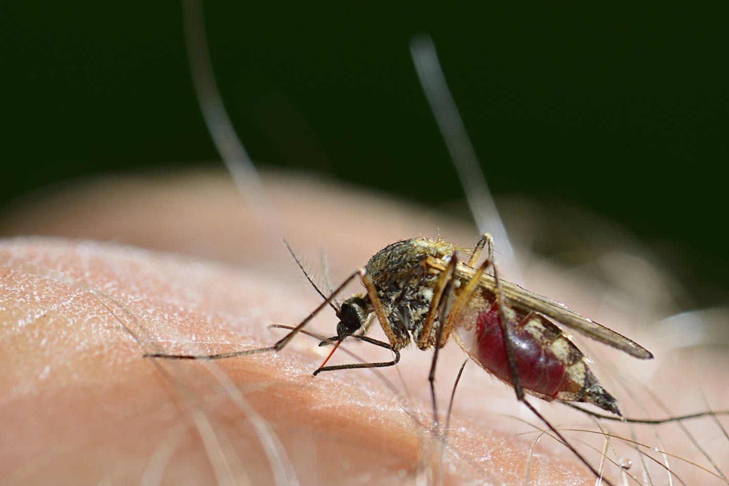 "Mosquitoes are the biggest nuisance and pest on this planet. Hands down," said Ary Faraji, the president of the American Mosquito Control Association.