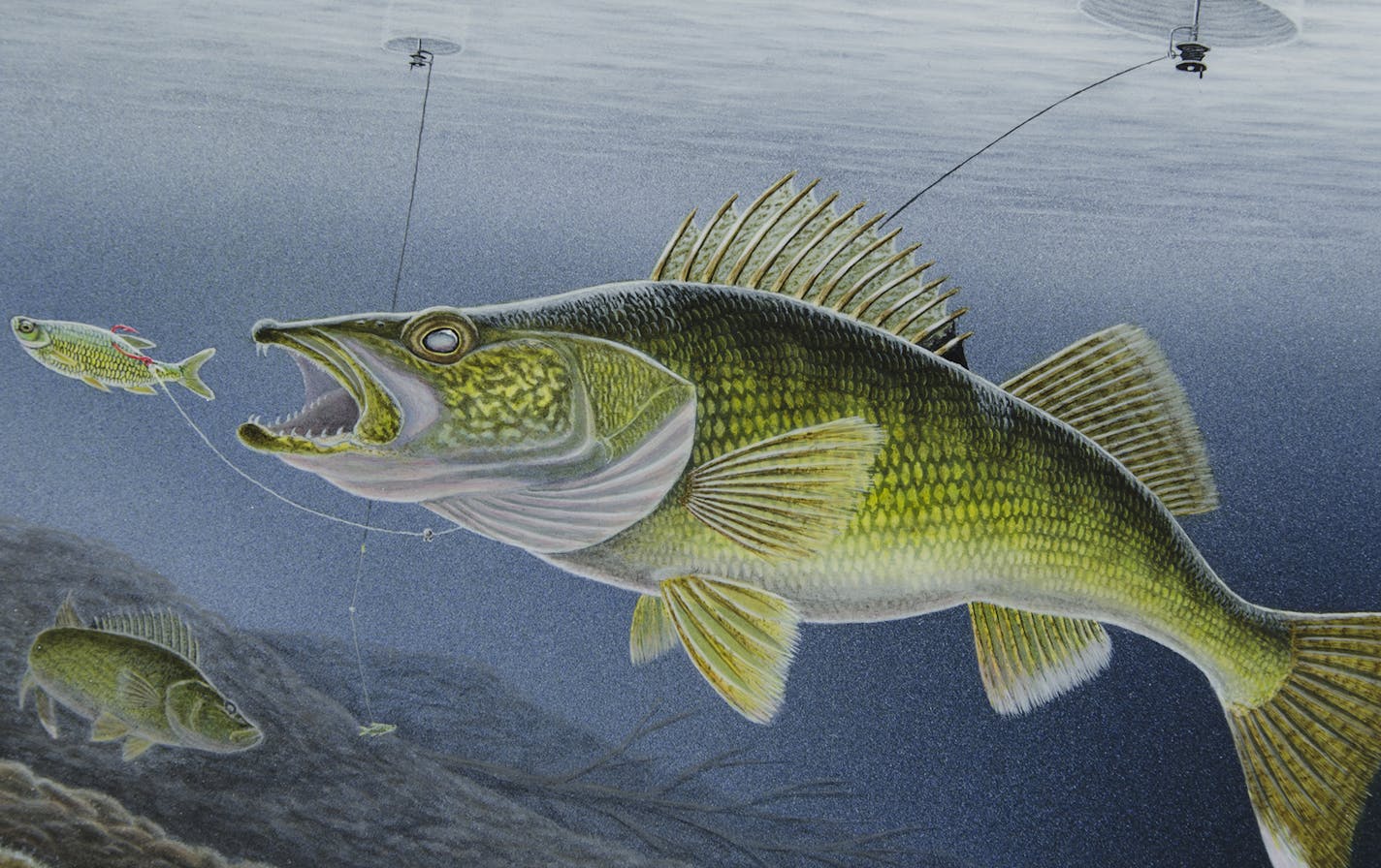 Minnesota's 2020 Walleye stamp was created by Mapleton artist Josh Evan. Purchasing the $5 stamp is voluntary. Proceeds are dedicated for the purchase of walleye fingerlings from private growers. Stamp sales are up more than 60 percent this year -- double the growth rate of overall fishing license sales.